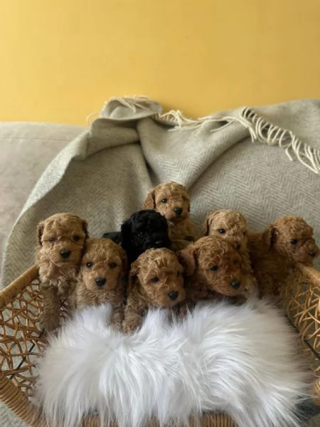 Toy poodle puppies | Foto 1