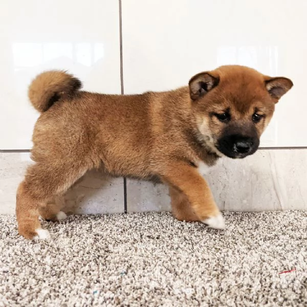 Bellissimi cuccioli di Shiba Inu