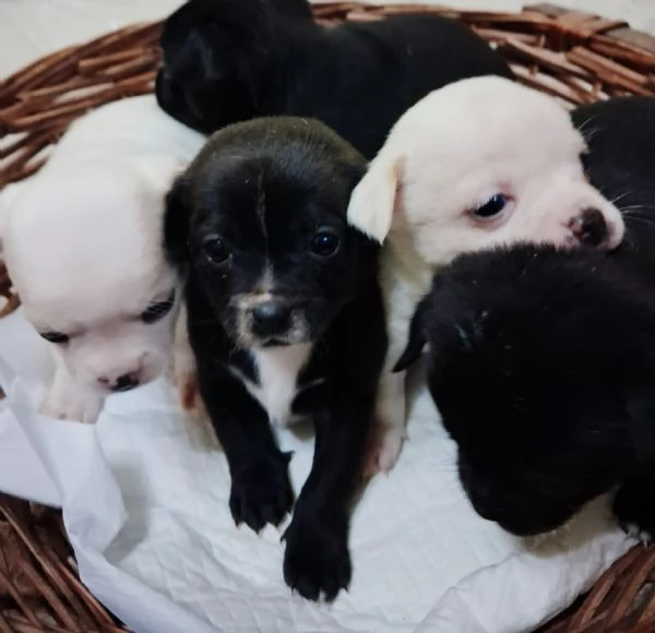 Chihuahua toy | Foto 2