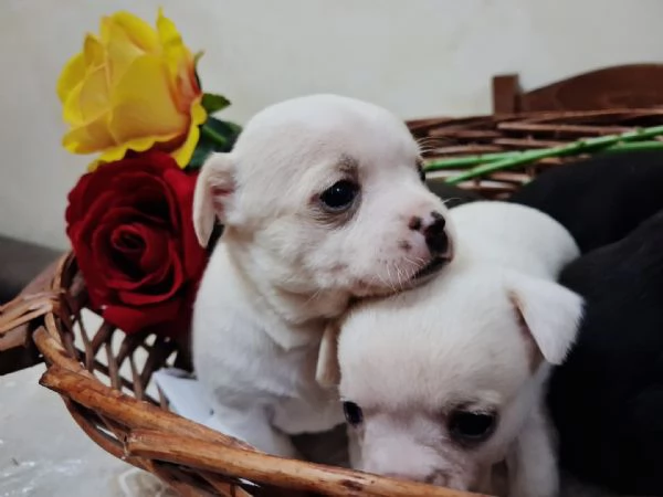 Chihuahua toy | Foto 0