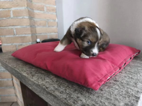 Cuccioli razza Basenji e Pastore Australiano  | Foto 1