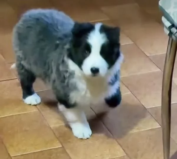 Border collie 