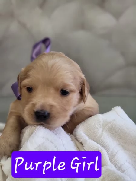 Golden retriever con pedigree 