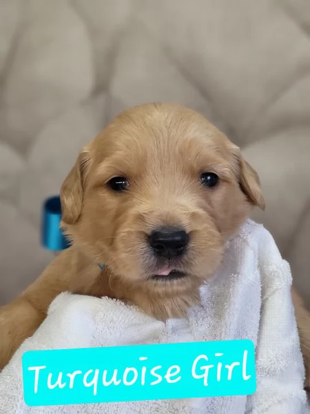 Golden retriever con pedigree  | Foto 5