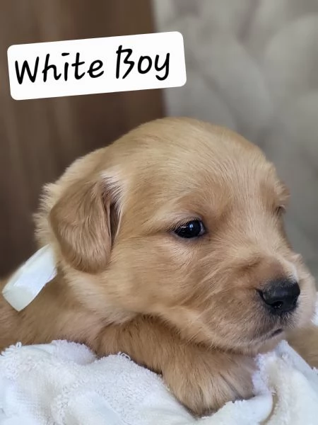 Golden retriever con pedigree  | Foto 4