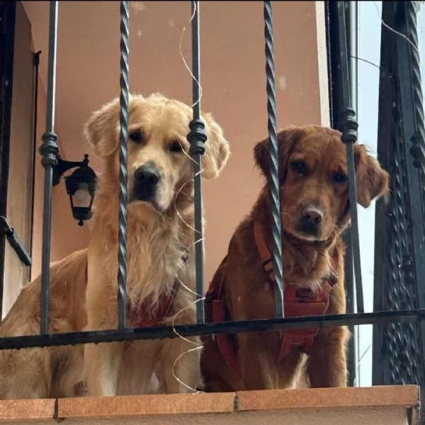 Golden retriever con pedigree  | Foto 3