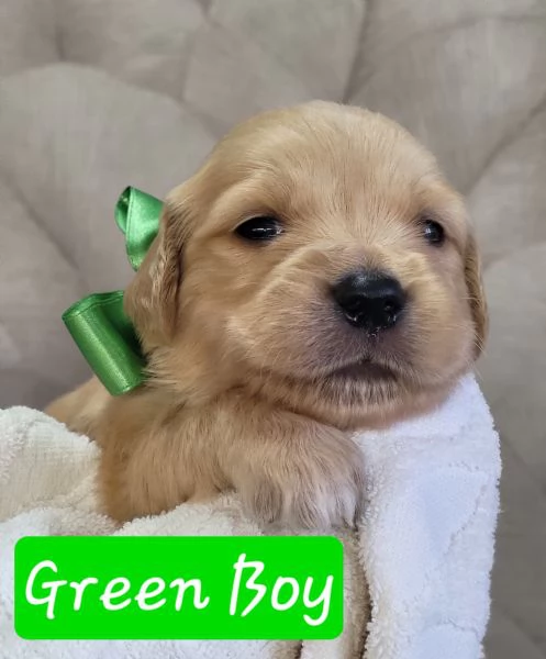 Golden retriever con pedigree  | Foto 2