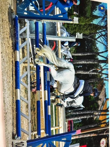 !!Pony Connemara!! | Foto 4