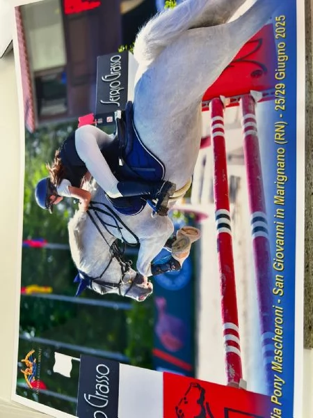 !!Pony Connemara!! | Foto 2