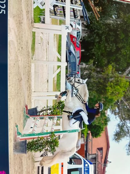 !!Pony Connemara!! | Foto 1