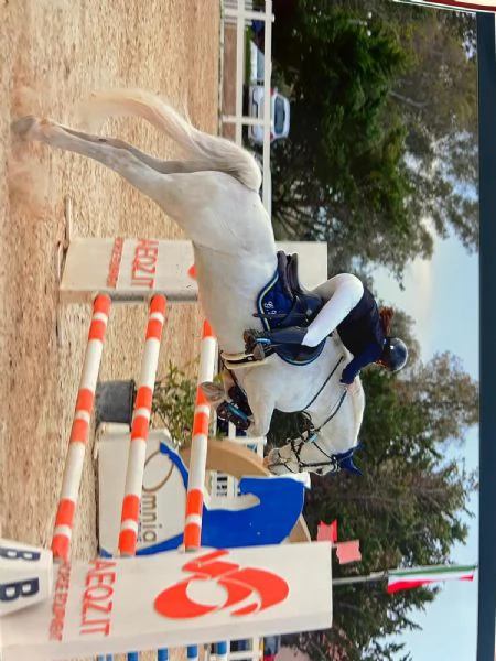 !!Pony Connemara!! | Foto 0