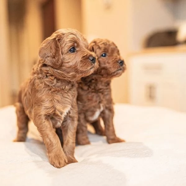 Toy poodle puppies | Foto 0