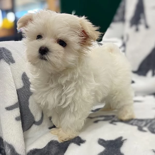 Splendidi cuccioli di Maltese disponibili | Foto 0