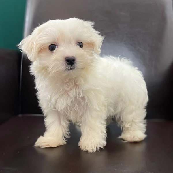 Splendidi cuccioli di Maltese disponibili