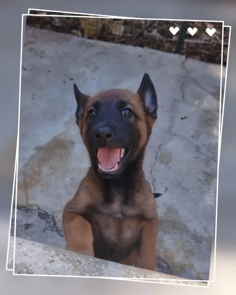 Pastore Belga Malinois con pedigree in Basilicata  | Foto 1