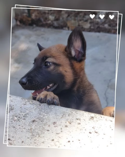 Pastore Belga Malinois con pedigree in Basilicata  | Foto 0