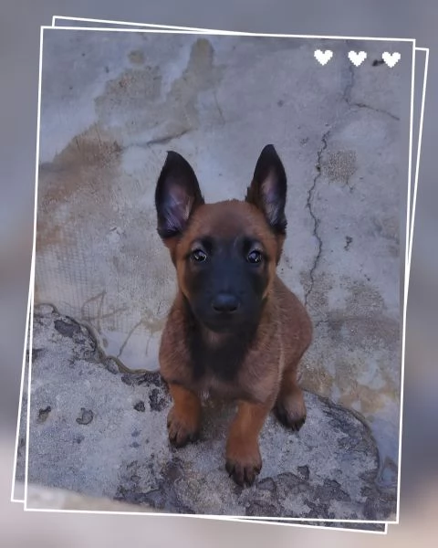 Pastore Belga Malinois con pedigree in Basilicata 