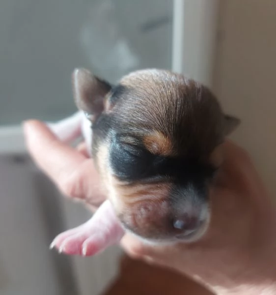 Gek Russel  piccolissimi 