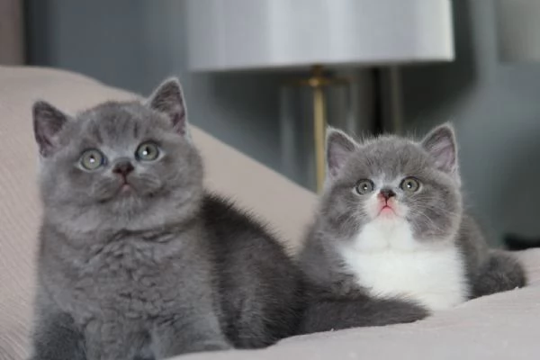 British shorthair maschio e femmina
