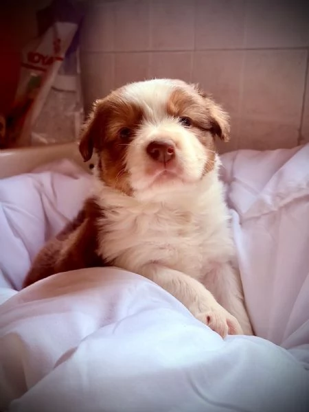 Border Collie/ Australian Shepherd mix | Foto 6