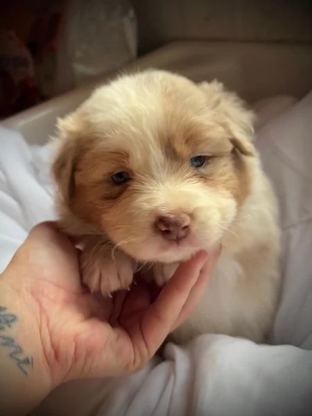 Border Collie/ Australian Shepherd mix | Foto 5