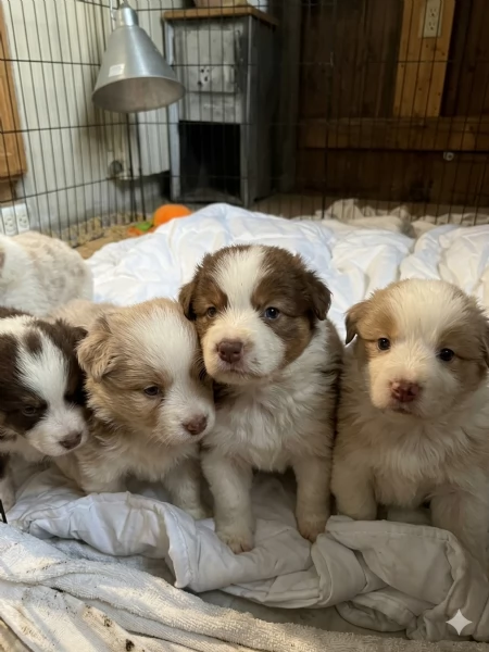 Border Collie/ Australian Shepherd mix | Foto 4