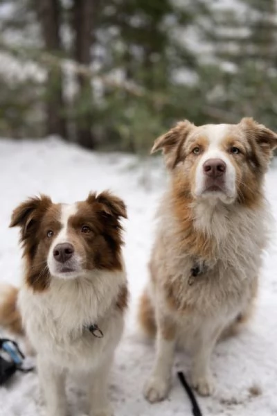 Border Collie/ Australian Shepherd mix