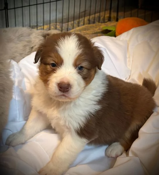 Border Collie/ Australian Shepherd mix | Foto 3