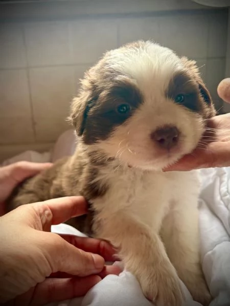 Border Collie/ Australian Shepherd mix | Foto 2