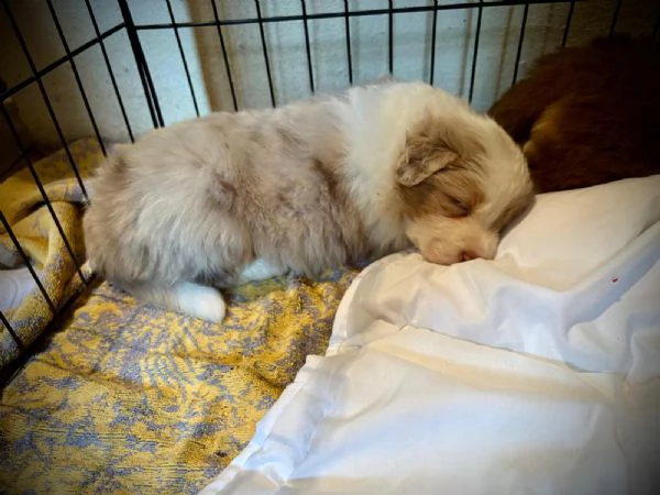 Border Collie/ Australian Shepherd mix | Foto 0