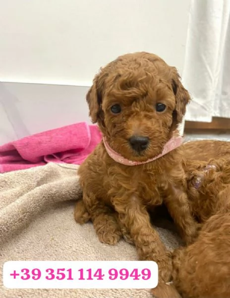 Regala un cucciolo di barboncino maschio e uno femmina | Foto 2