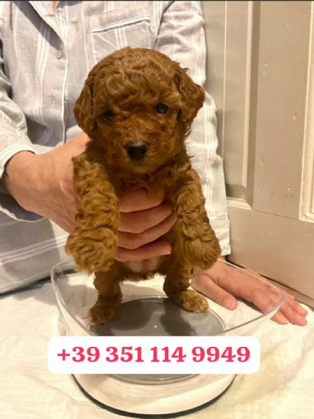 Regala un cucciolo di barboncino maschio e uno femmina | Foto 1