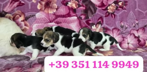 Regala un cucciolo di Beagle maschio e uno femmina