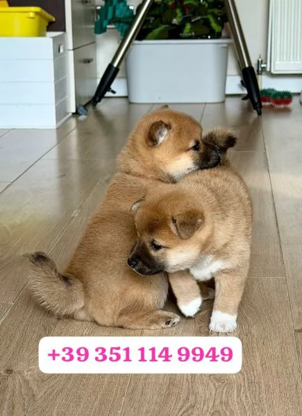 Regala un cucciolo di Shiba Inu maschio e uno femmina | Foto 2