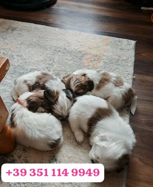 Regala un cucciolo di Shitzu maschio e uno femmina | Foto 2