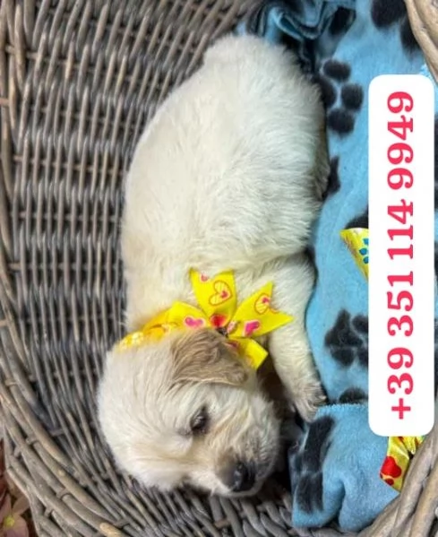 Regala un cucciolo di Golden Retriever maschio e uno femmina | Foto 1