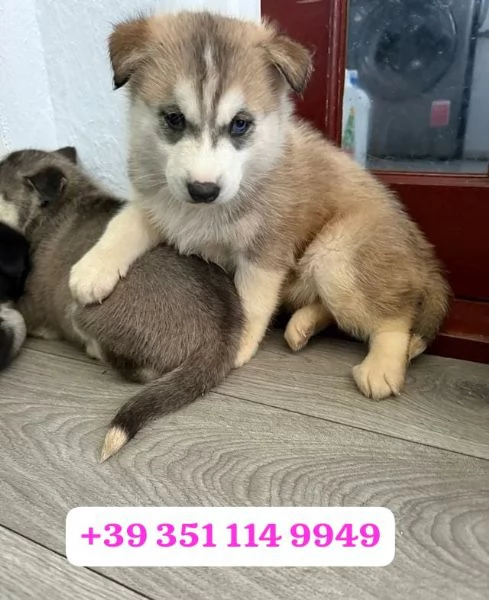 Regala un cucciolo di Husky maschio e uno femmina