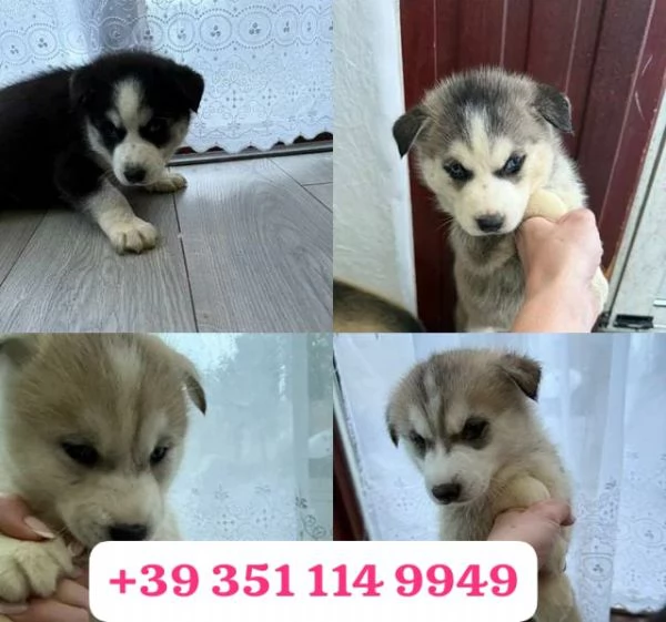 Regala un cucciolo di Husky maschio e uno femmina | Foto 2