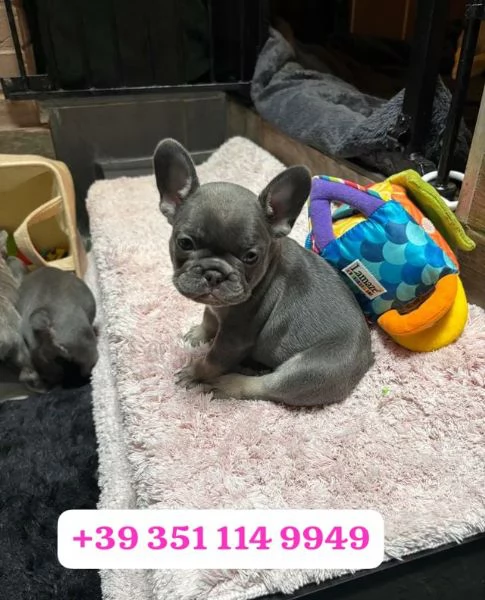 Regala un cucciolo di Bulldog francese maschio e uno femmina | Foto 0