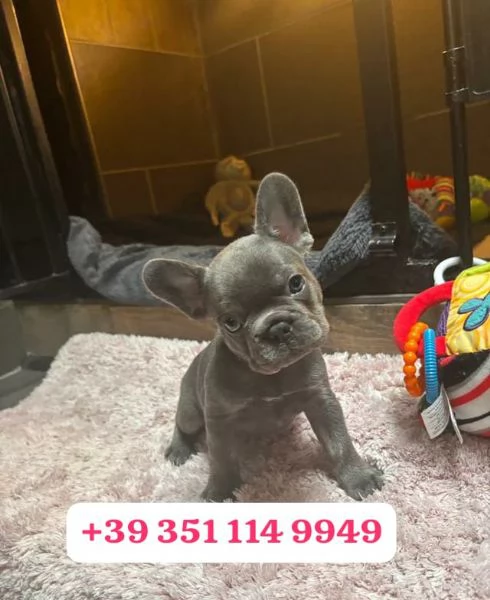 Regala un cucciolo di Bulldog francese maschio e uno femmina
