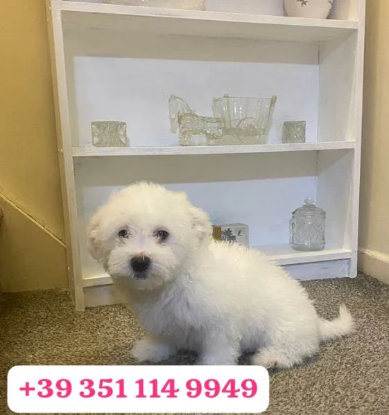 Regala un cucciolo di Maltese maschio e uno femmina | Foto 0