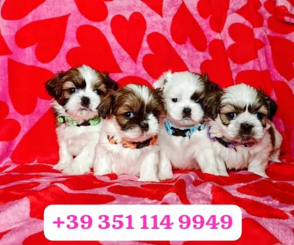 Regala un cucciolo di Shitzu maschio e uno femmina | Foto 0