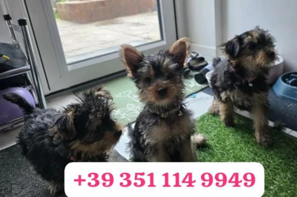 Regala un cucciolo di Yorkshire maschio e uno femmina