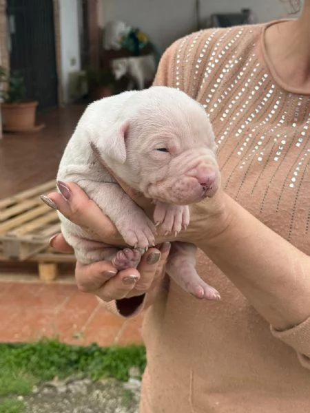 Bellissimi cuccioli dogo