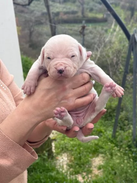 Bellissimi cuccioli dogo | Foto 3