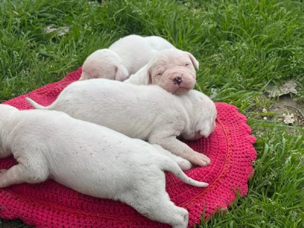 Bellissimi cuccioli dogo | Foto 2