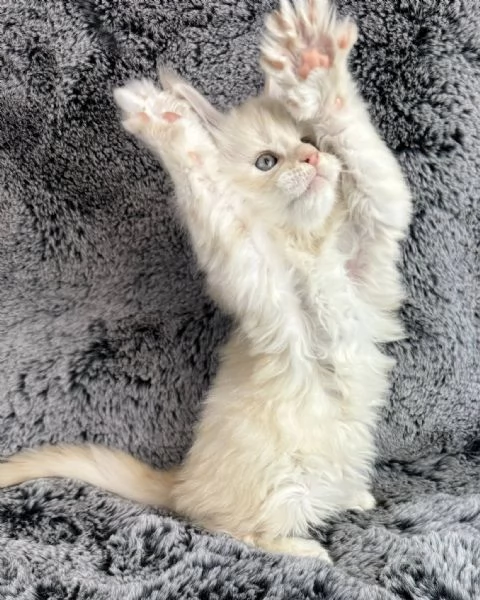 Cucciola di razza Maine Coon!! | Foto 0