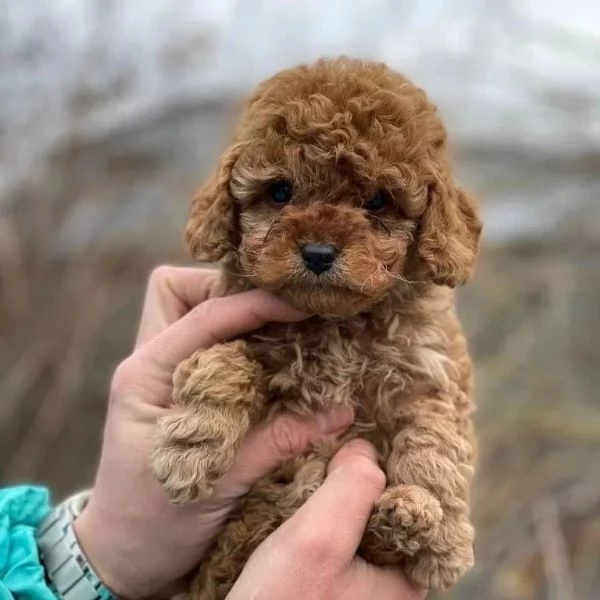 disponibili cuccioli di barboncini toy