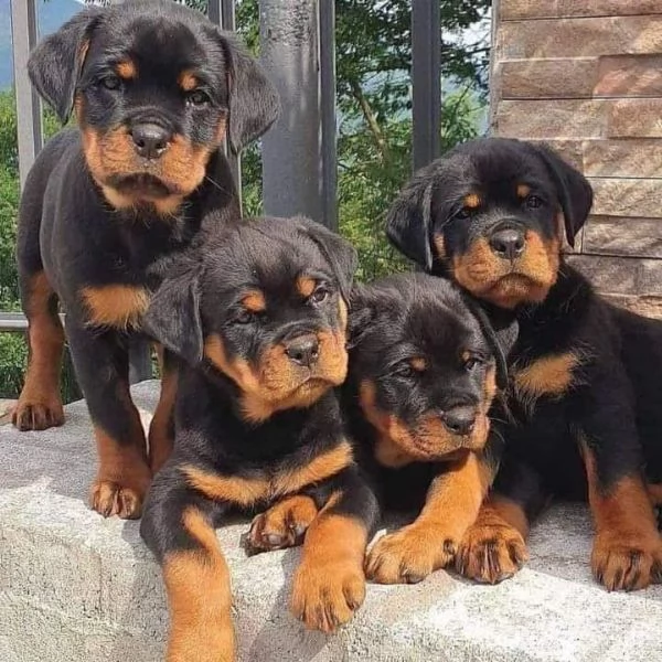 Cuccioli di Rottweiler disponibili