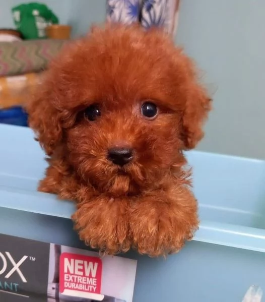 Cuccioli di Barboncino Toy | Foto 0